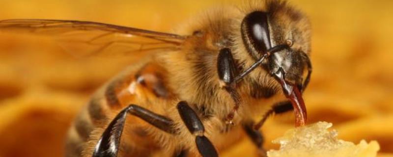 蜜蜂在风水学上的说法是什么，需要注意什么