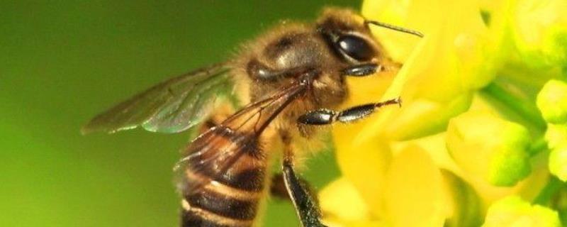 被蜜蜂蛰消肿小妙招及注意事项，过敏严重则要及时就诊