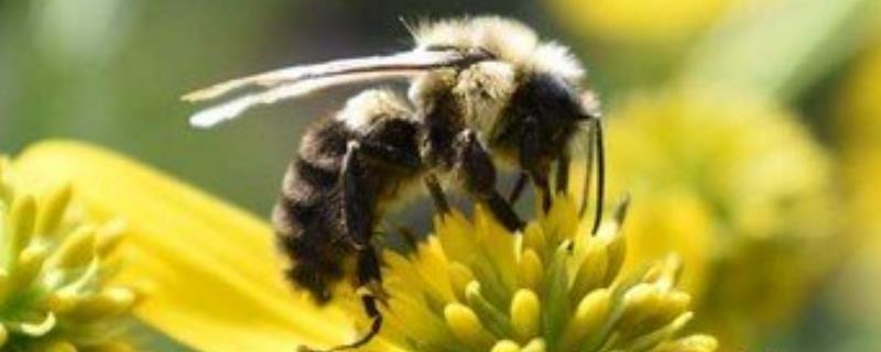 打死一只蜜蜂会报复吗，附攻击目的和被蛰处理