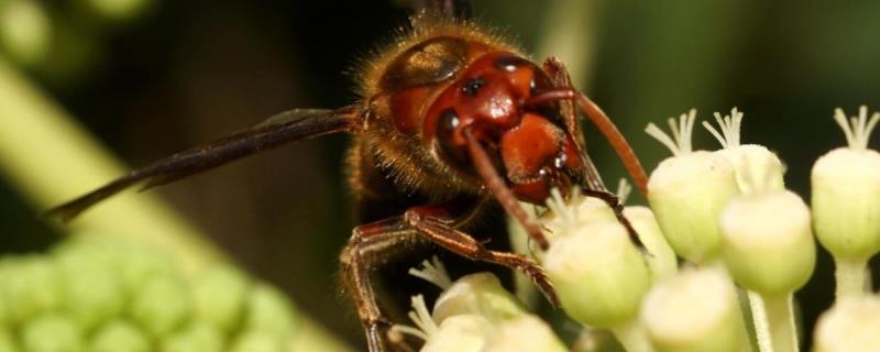 虎头蜂怎么区分蜂王？蜂王体型明显大于雄蜂和职蜂