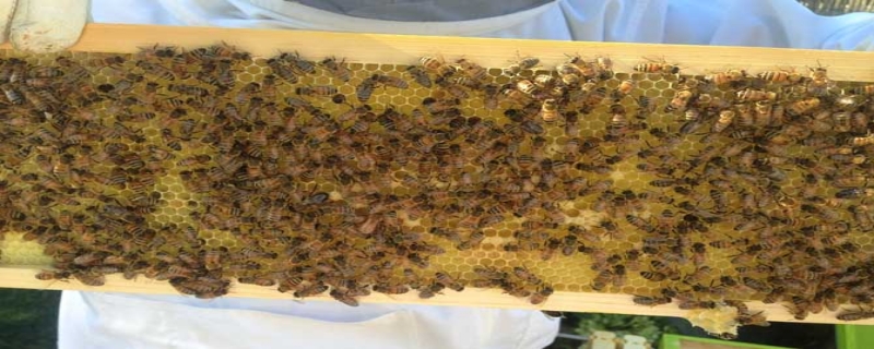 蜜蜂秋繁起止时间及繁蜂技巧，附注意事项