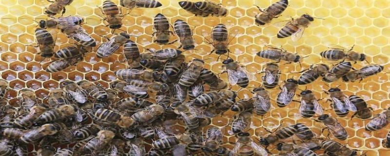 1脾蜂可以秋繁起来吗？附繁蜂技术