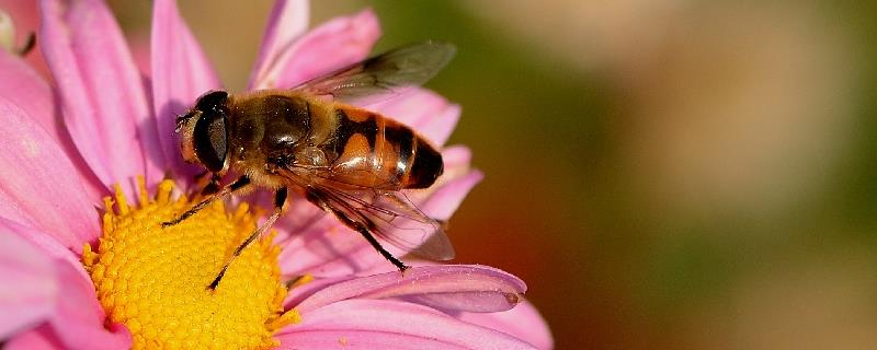 蜜蜂什么时候造王台，自然分蜂的直观表现是什么