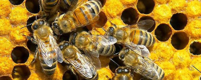 蜜蜂蛰了用牙膏能消肿止痒吗，被蜇后如何正确处理