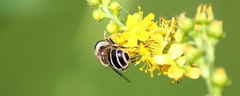 蜜蜂要多少天造一张脾，造脾速度影响蜂群的发展速度
