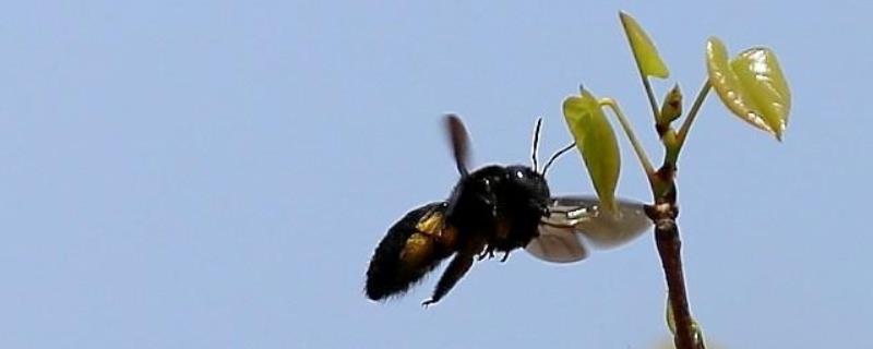 黑大蜜蜂生活在哪里，附蜂群结构
