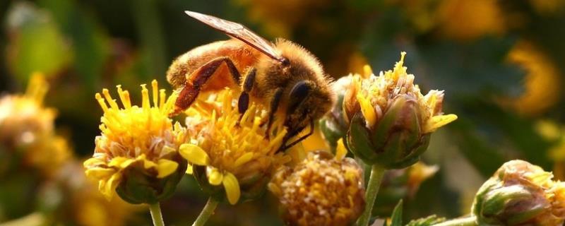 新手养蜂怎样获得蜂王，详细介绍