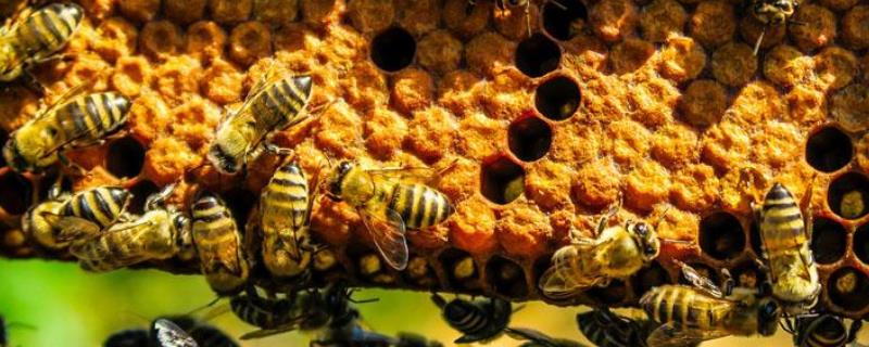 新手怎样养蜂繁殖快，注意这几点
