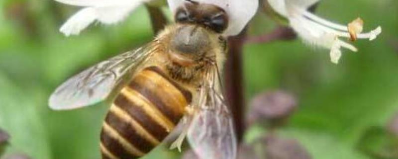 新手养中蜂有哪些误区？正确的操作是什么