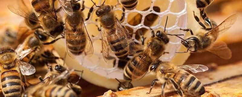 新手怎样养蜜蜂不会跑，详细介绍
