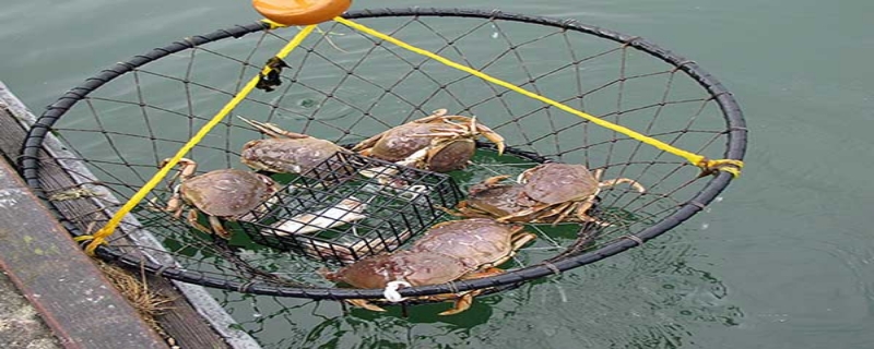 钓螃蟹用什么饵料？附常用的钓鱼方法