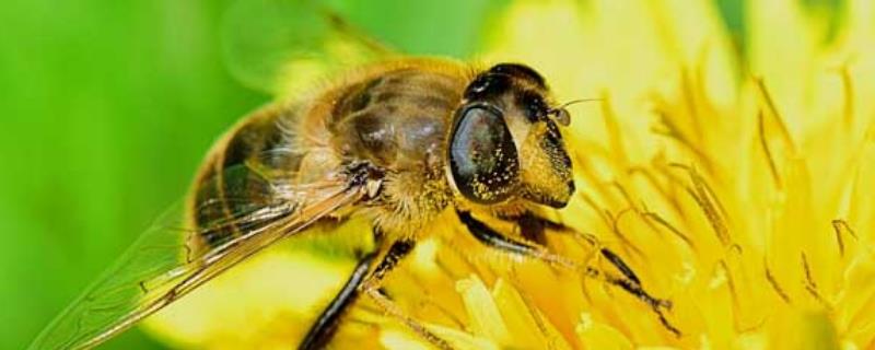 墨胸胡蜂真的能蛰死人吗，注意要远离蜂巢