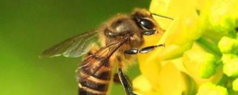 马蜂和蜜蜂的区别，附其生物学分类