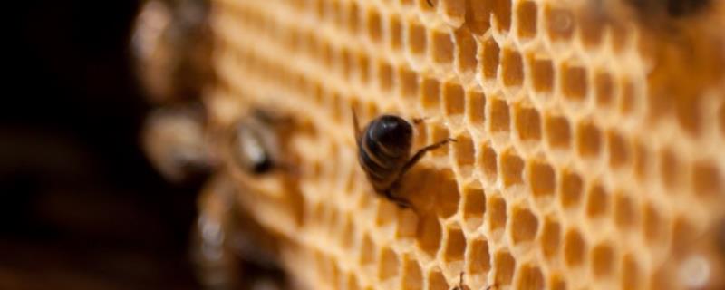 七里游胡蜂的毒性强吗，附其生活习性