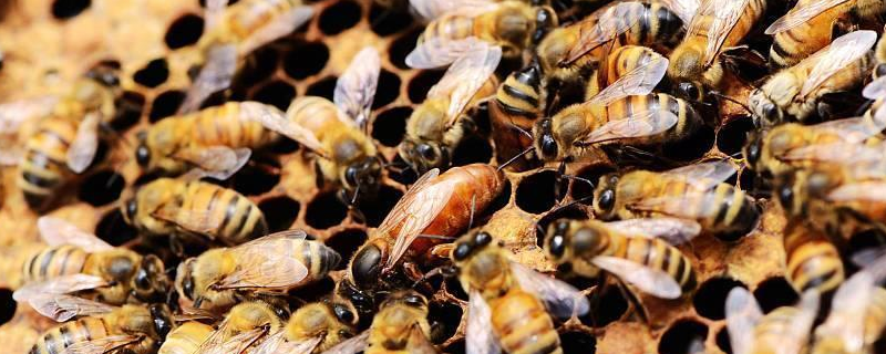 华南中蜂的形态特征，品种特性有哪些