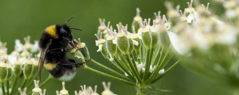 长白山中蜂种群分布，品种特性有哪些
