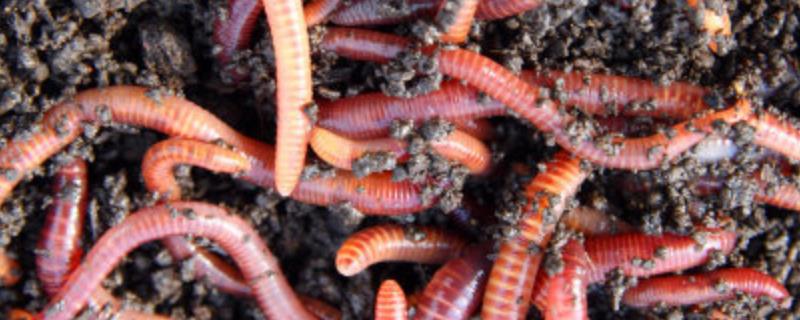 红虫和蚯蚓钓鲫鱼哪个快？从气味、颜色、味道、成本上来对比