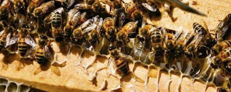 工蜂产卵的处理方法，分别详细介绍