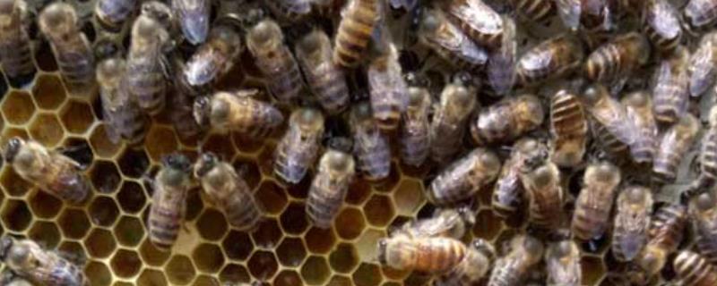 怎样能让工蜂停止产卵，恢复蜂群正常发展