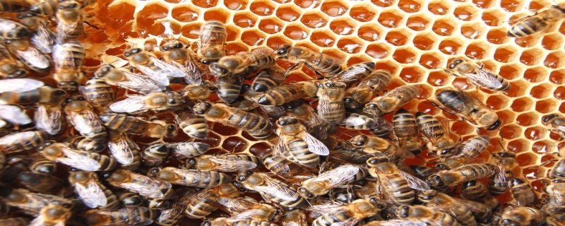 新收的蜜蜂怎么管理才好？附详细方法