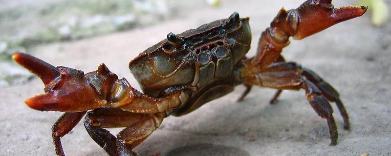螃蟹吃什么食物？附其生活习性和常见种类
