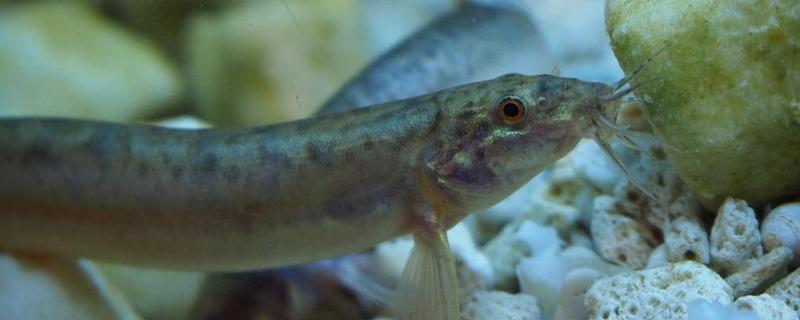 泥鳅的生活习性及特点，泥鳅是多次性产卵鱼类