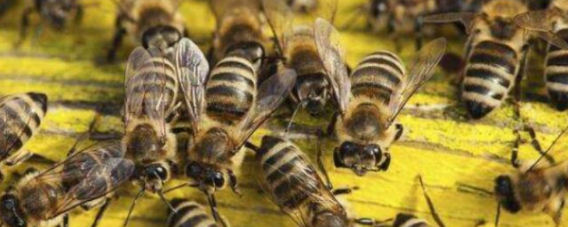 中蜂春季养殖管理技术，详细如下
