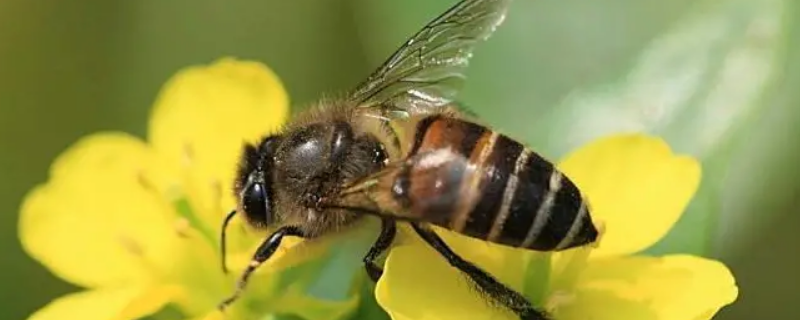 中蜂失王后怎么合并蜂群，附并群时间和蜂群管理