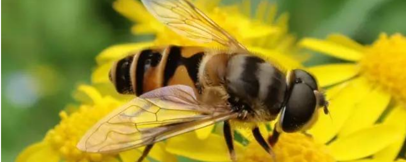 中蜂活框养殖技术及注意事项，详细如下