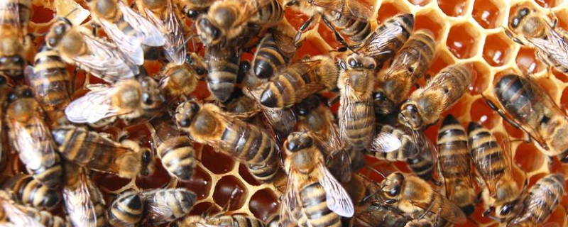 蜜蜂为什么会朝王，分蜂有哪些征兆