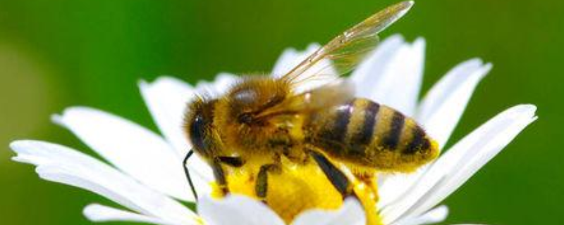 什么气味能让蜜蜂弃巢，什么东西吸引蜜蜂快