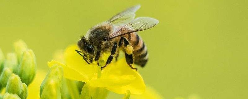 中华蜜蜂高效养殖技术，附病害预防和治疗