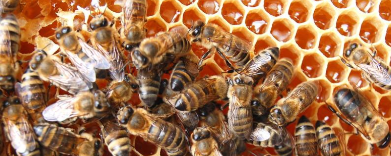 中华蜜蜂人工育王技术，详细如下