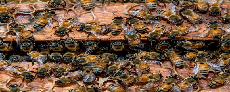 新收的蜜蜂要关几天蜂王？附新收蜂群要注意的事项