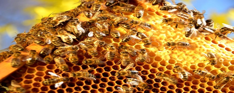 怎么引来蜜蜂自己养殖？看完就会知道