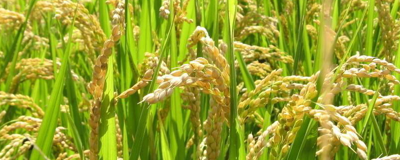 我国大豆、小麦、水稻、青稞、高粱、玉米一般几月份成熟？详细介绍
