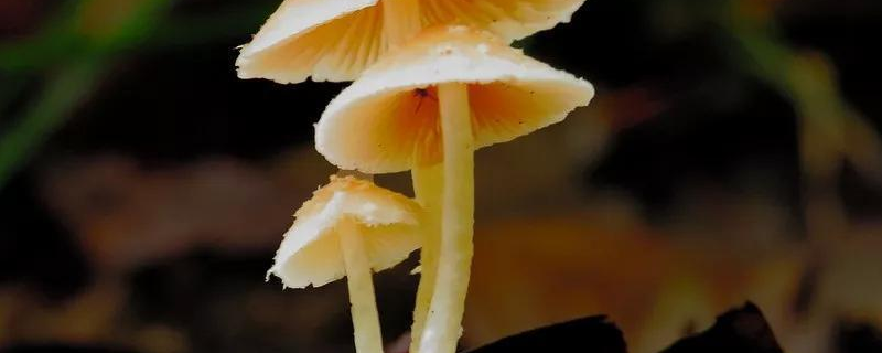 蘑菇种植方法是什么，主要配料有哪些