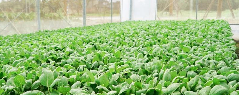 早春大棚有机小白菜种植的详细方法，多久能采收上市