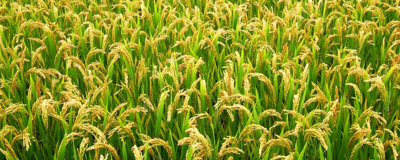 水稻高产的施肥技术是什么，配方是什么