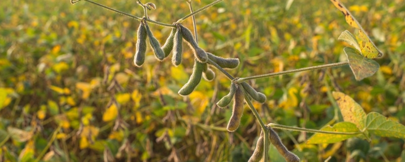 大豆有哪些合理施肥方法，配方是什么
