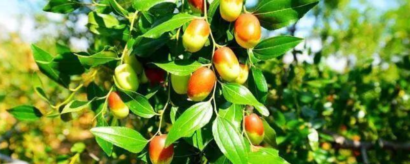 适合在新疆各地种植的果树有哪些品种