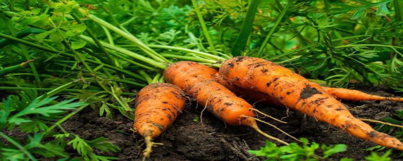 怎样合理栽培胡萝卜，应从哪些方面入手