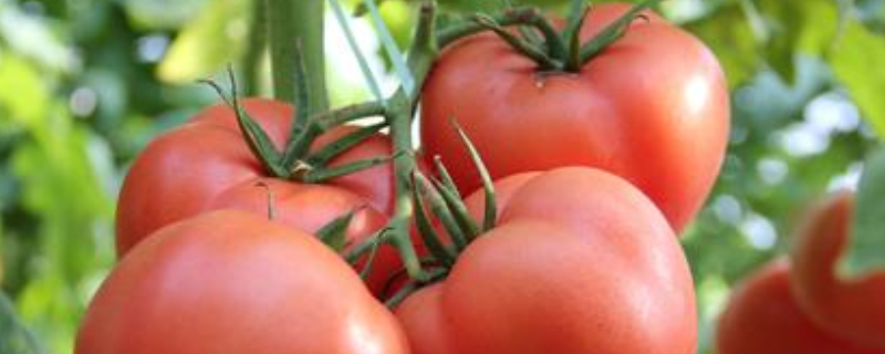 在夏秋季该如何对有机番茄进行栽培，这几个方面是关键