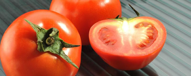 有机番茄春露地栽培是如何进行播种的，品种如何选择