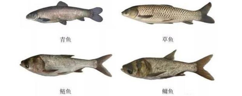 四大家鱼是哪四种鱼？四大家鱼的生活习性是什么