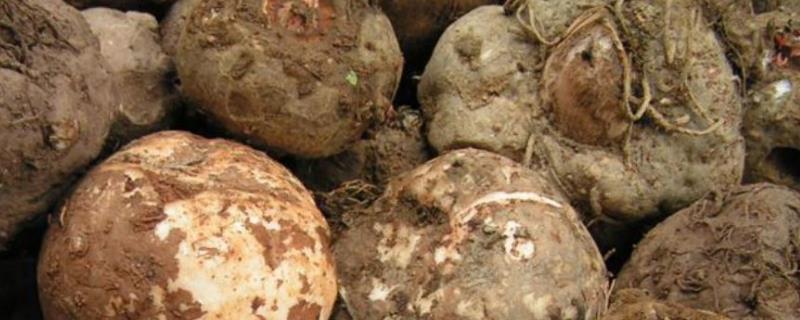 魔芋的种植技术有哪些，具体怎样种植，苗期怎样管理