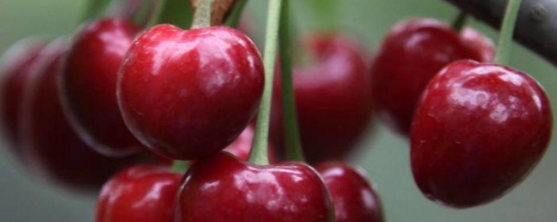 什么是樱桃的吸肥特点，该怎么样高效施肥