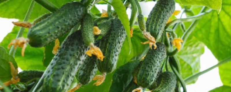 在春季有机黄瓜该怎么露地栽培，有这几个有效的方法