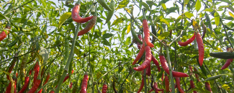 有机辣椒在春季如何露地播种育苗，育苗有哪些步骤