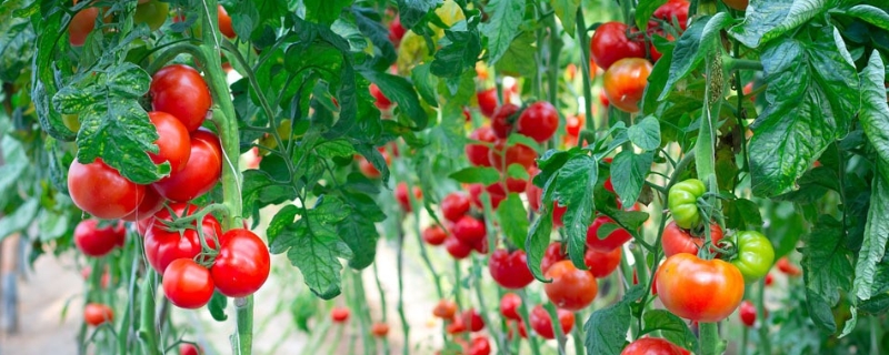 种植番茄有哪些高产技术，如何选择施肥时间